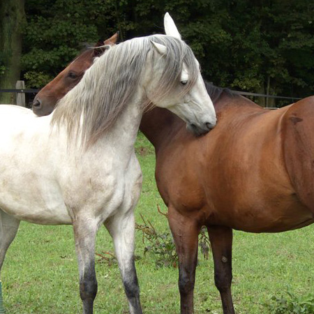 zwei Pferde