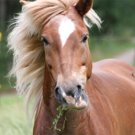 Pferd (frontal)